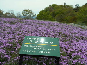 芝桜
