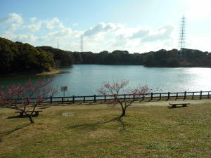 池を見下ろす