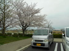 第五Ｐの桜
