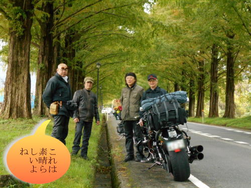 秋色のメタセコイヤ並木