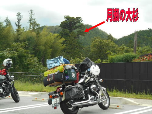 月瀬の大杉駐車場
