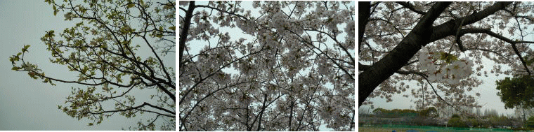 満開の桜