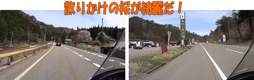 Ｒ１５３沿いは散りかけの桜が綺麗だった