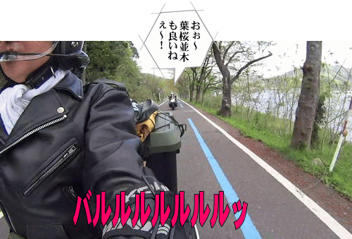海津大崎湖沿いの葉桜並木