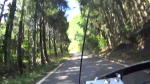 新野峠の杉林
