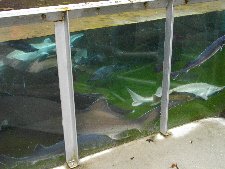 チョウザメの水槽