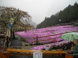 芝桜