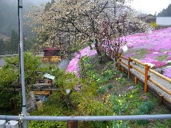 花桃と芝桜