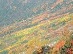 大観峰の紅葉