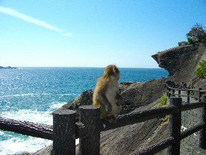 猿と獅子岩