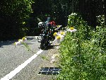 花と愛車